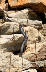 Quick shot of Black Rat Sanke