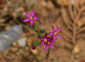 small but very bright