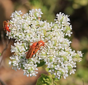 Reproduction of species .... and coincidentally pollination of plants 