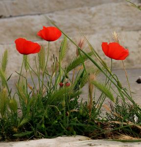 Poppies, vivid even in shady spots