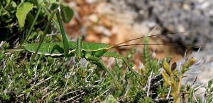 European Mantis, about 6 inches long including its antennae 