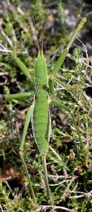 .... viwed from above