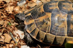 One of the larger tortoises seen on the walk