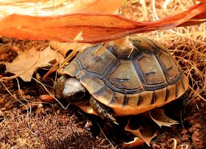 well camouflaged under dried foliage