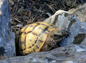 This little guy was climbing a rock