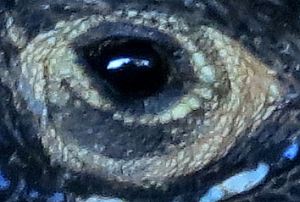 Zooming in - photographer in lizard's eye (as with all photos, click to get full-screen view)