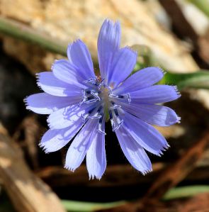 low growing and found in small crevices and in the middle of the path