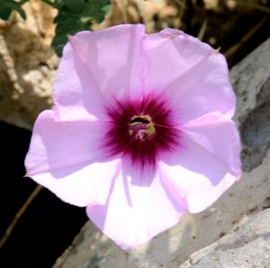 convolvulus seems able to grow anywhere
