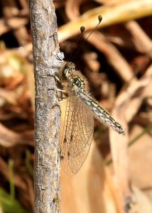 looked at from the side