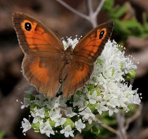 Oregano attracts many butterflies late into May