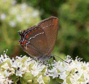 Some with delicate and intricate markings