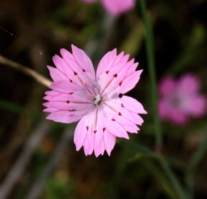 A type of wild dianthus I think