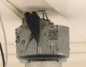 .... being fed by parfent