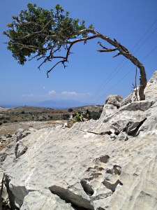 Sharp, eroded rock and gnarled tree struggling for life in a cleft