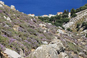 ... but in places the 'path' has to be picked through densely growing clumps