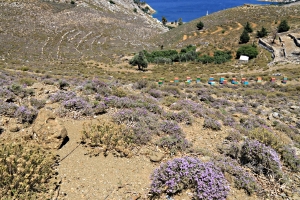 Multicoloured hives in the middle of thyme going all the way down to the sea