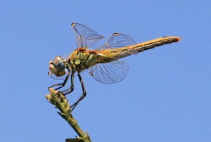  contemplating what to do