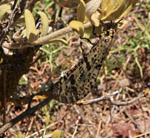 Lurking under  a plant, spotted when it furled its wings