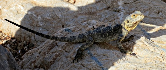 watched by the wildlife