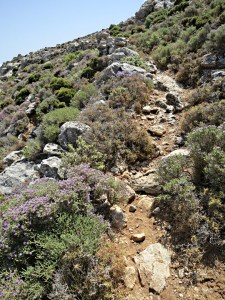 From the back of the enclosure the path climbs up to the ridge