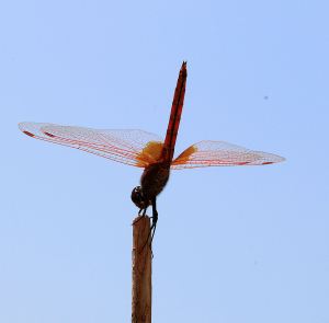Red dragonfly balancing on stick