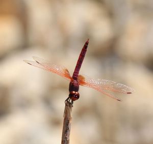 ......... sunlight glinting on its wings