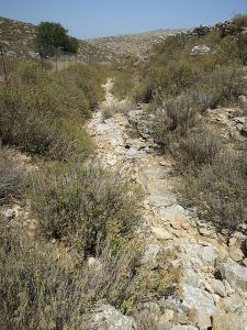 The gorge begins as a dry stream bed through the oregano
