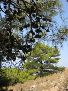 Fresh green of new growth on Scots Pine