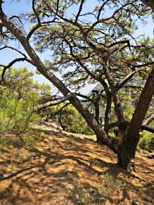 Pine-needle carpet through the trees