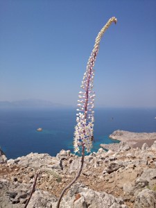 Squill bursting from the ground