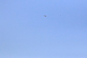 Kestrel high in the sky,it's the one against the blue background