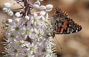 Painted lady settles on squill