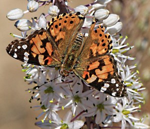 Painted lady opens her wings