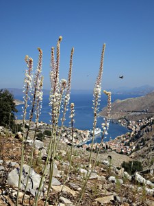 Looking down from high-level kalderimi to the main harbour