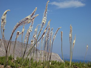 waving gently above fresh green