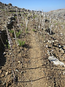 Compacted path through an avenue of squill