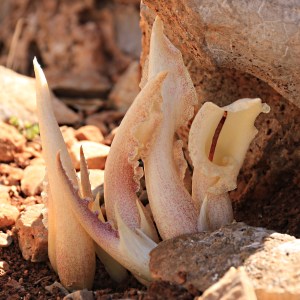 Some are suffused with delicate pink