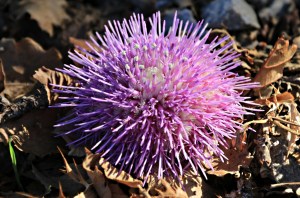 Vivid purple among the dead leaves