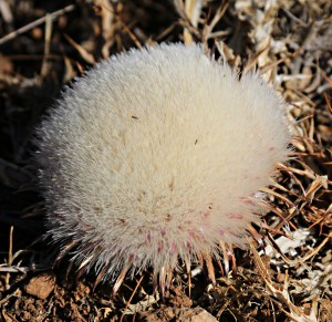 Thistledown soft seed head