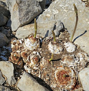 .... crammed in clefts in the limestone