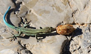 Oertzeni lizard gets a taste of honey