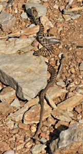 I thought this was an Ottoman Viper but checked and it was identified as a Coin-marked snake.