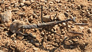 Difficult to see the mantis   looks like a stick unless it moves