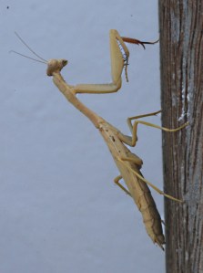 .   alittle easier to see against the dark wood of the railing