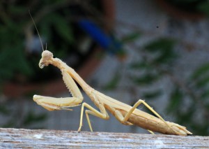 Rearing up on 4 of its 6 legs