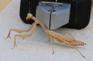 ... and then landing next to my pliers