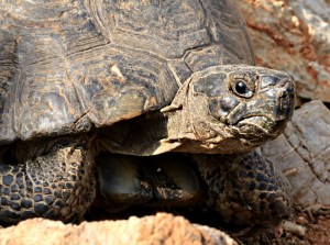 I nearly trod on this big fella, over a foot long, almost black, covered in dust and wandering along the mountainside