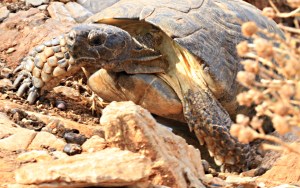 When you get old the wrinkles in your neck give you away