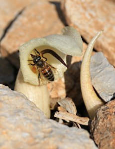 Bees show the scale before they disappear inside the trumpet
