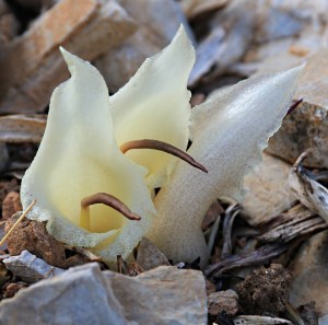 I found the exquisite Biarum marmarisense on a couple of other mountainsides